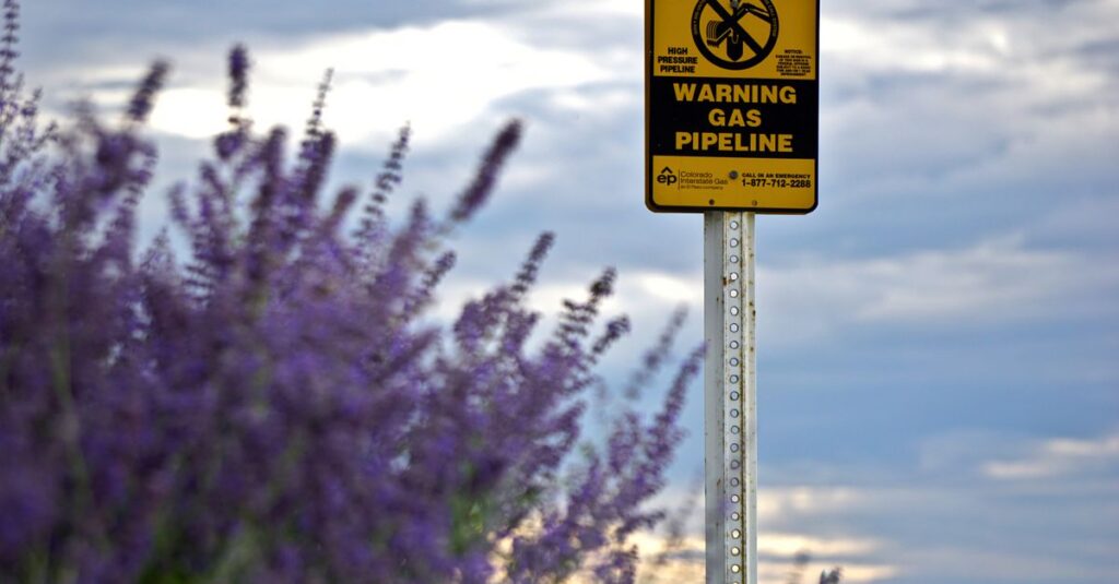 A caution sign for gas pipeline amidst a field of blooming lavender with cloudy skies.
